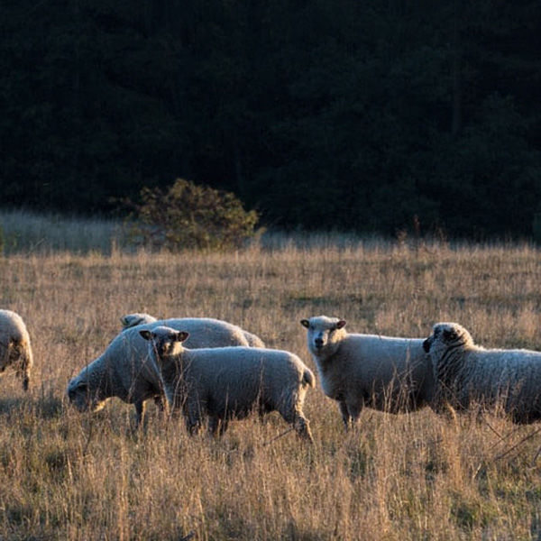 Kvadrat　Sheep